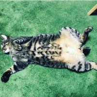 BabyBerry 会員画像