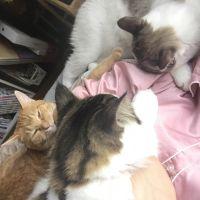 おもち飼い主 会員画像