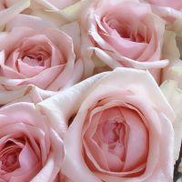 RococoCat 会員画像