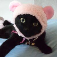 きらこた 会員画像