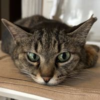 赤いランナーさん