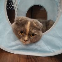 にゃっおん 会員画像