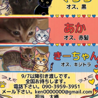 kenohashiさん