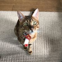 Vegaのパパ 会員画像