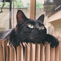 会員画像