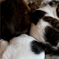 シロクマ猫犬たまに亀ヤドカリ 会員画像