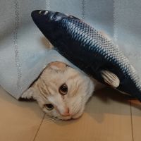 フレのすけ 会員画像