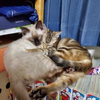 かーまり 会員画像