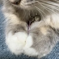 ねこねこ♪ 会員画像