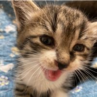 うちのねこ 会員画像