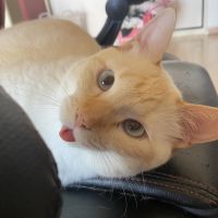 まゆc 会員画像