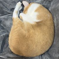 ちゃこりす 会員画像