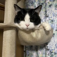 オクトパス 会員画像