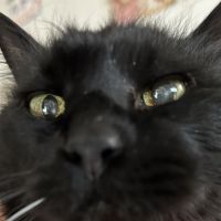 いちごハウス 会員画像