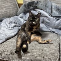 げんみ 会員画像