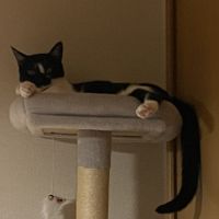 ちころんさん