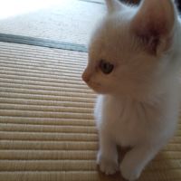 たまこちゃこさん