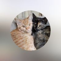 ドゥジエム ネコさん