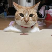 あーみーこさん