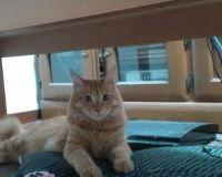 よしのん 会員画像