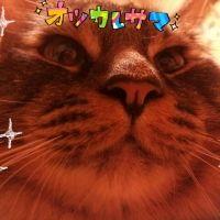 むうすけ 会員画像