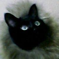 利尻こんぶ 会員画像