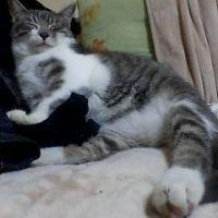 ねこあいこ 会員画像
