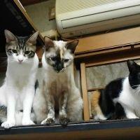 会員画像
