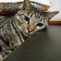 おにぎりおかか 会員画像