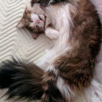 ヒラマサ 会員画像