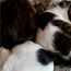 シロクマ猫犬たまに亀ヤドカリ