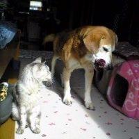 catsandogs
