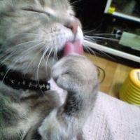 ちゅ〜大家 会員画像