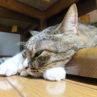 会員画像