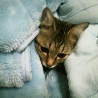 hitC 会員画像
