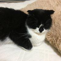 だぬちゃん 会員画像