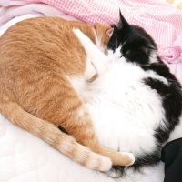あいmama 会員画像