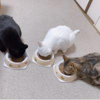 ぐりとぐらはねこ 会員画像