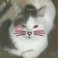 コドラ 会員画像