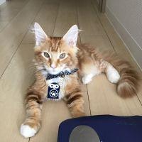 定春ママ 会員画像