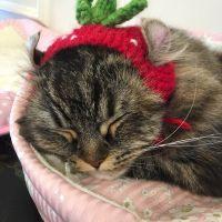 マイコン 会員画像