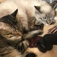 クロネコすだち 会員画像