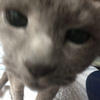 もこれ 会員画像