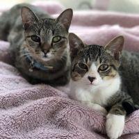 ヘリュック 会員画像