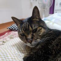 糸島よし 会員画像