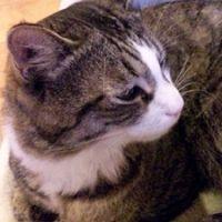 トリ 会員画像