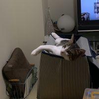 しょう大好き
