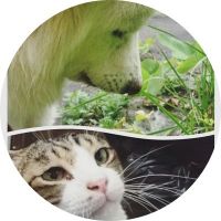 JCDL動物愛護市民団体 会員画像