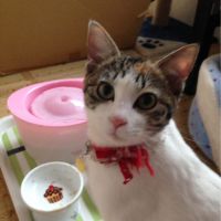 三毛猫りり 会員画像