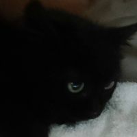 ねこっぱ 会員画像